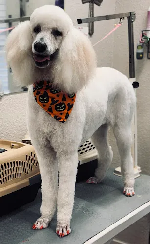 The Snooty Poodle - Cat grooming in Richwood