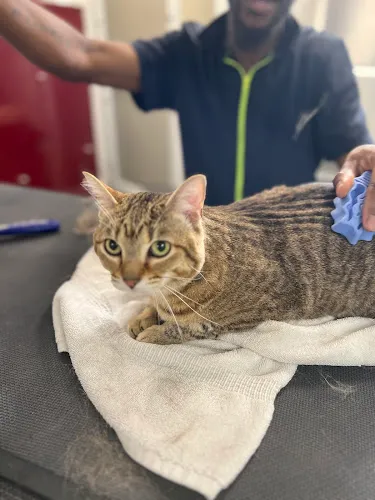 Masterpiece Canine Spa - Cat grooming in Washington