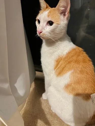 Breezy Paw Mobile Grooming - Cat grooming in Northridge