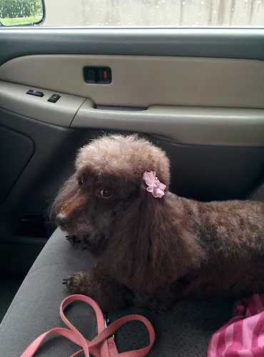Adorable Dog Grooming - Cat grooming in Hillsboro