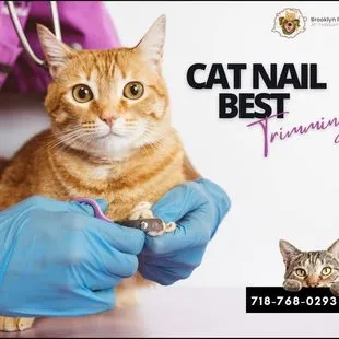 Brooklyn Pet Spa Pet Grooming Brooklyn - Professional cat grooming in Brooklyn, NY