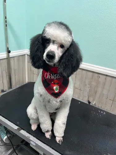 Downtown Pet Salon LLC - Professional cat grooming in Ponchatoula, LA