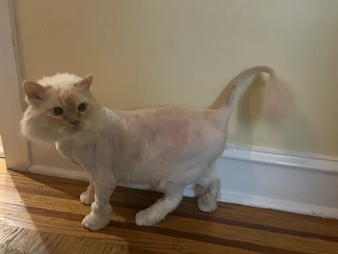 Calling All Paws - Cat grooming in Havertown
