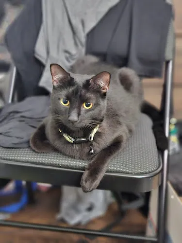 Petco Grooming - Professional cat grooming in Pearl City, HI