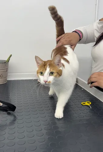 PupScrub - Professional cat grooming in Gresham, OR