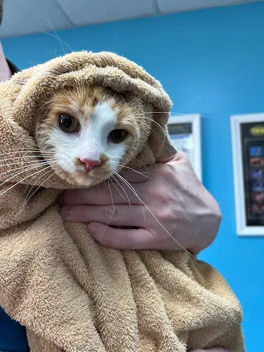 VIP Grooming Salon - Cat grooming in Grand Rapids