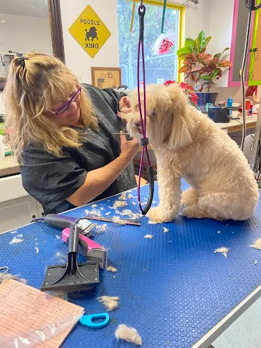 Chantell's All Breed Animal Grooming - Cat grooming in Bakersfield