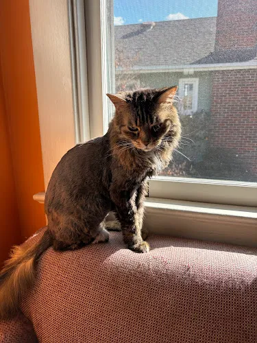 Patricia Dee Pet Grooming - Cat grooming in Silver Spring