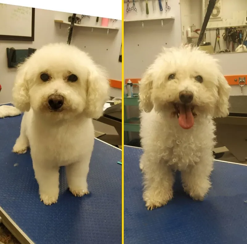 Mobile Grooming Vegas - Cat grooming in Las Vegas