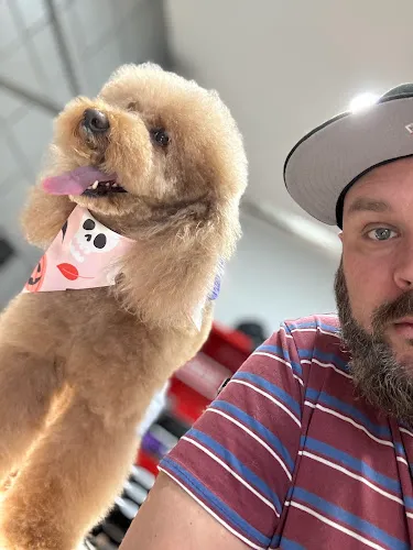 VIP Dog Grooming - Cat grooming in Stanton