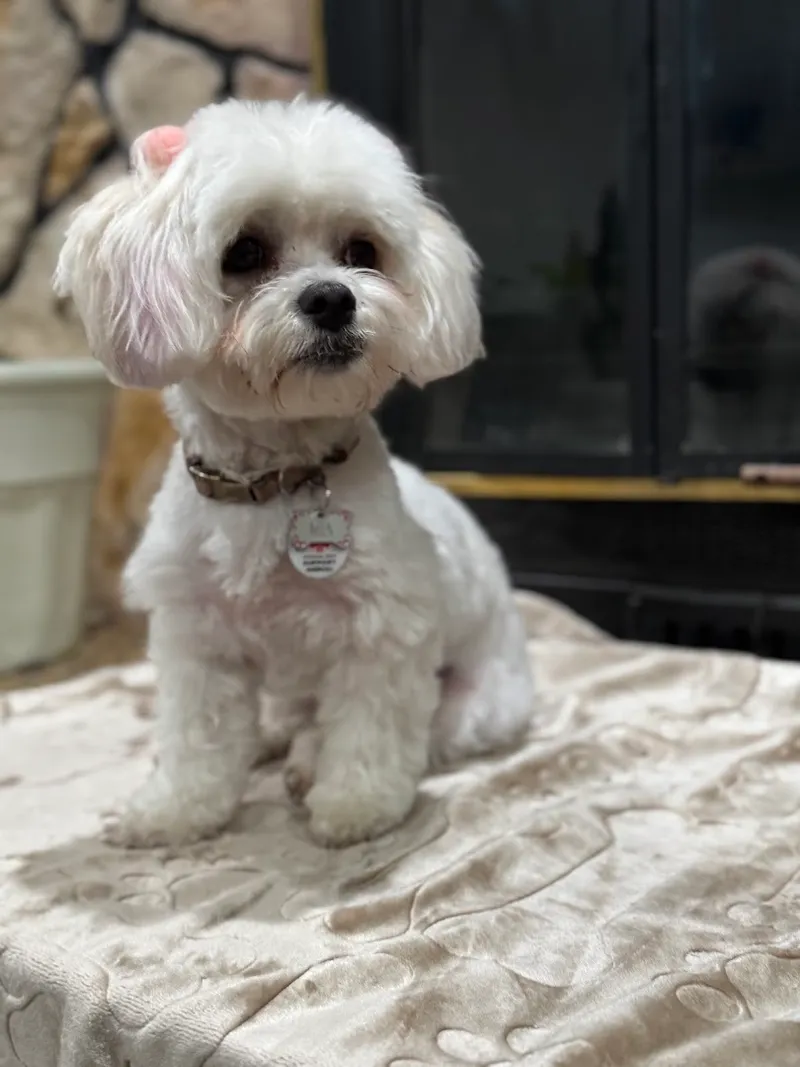 Bark & Bark Dog Grooming Salon LLC. - Mobile cat grooming in Phoenix, AZ