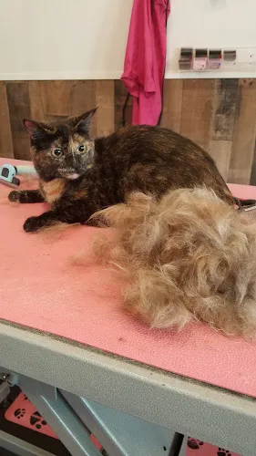 Becky's Pet Parlor - Cat grooming in Tucson