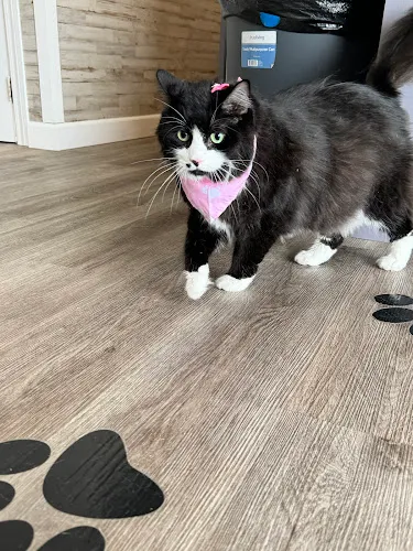 Kira’s Pet Grooming & Spa - Cat grooming in Panama City