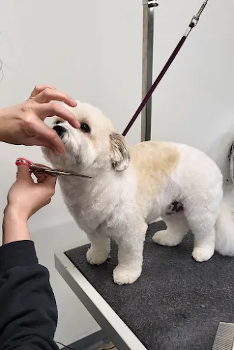 Tangled Tails Grooming Salon - Cat grooming in Lakewood