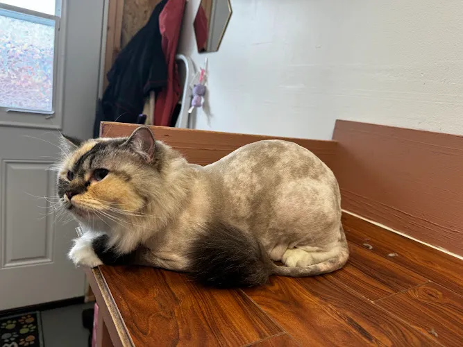 Portland Cat Grooming - Cat grooming in Portland