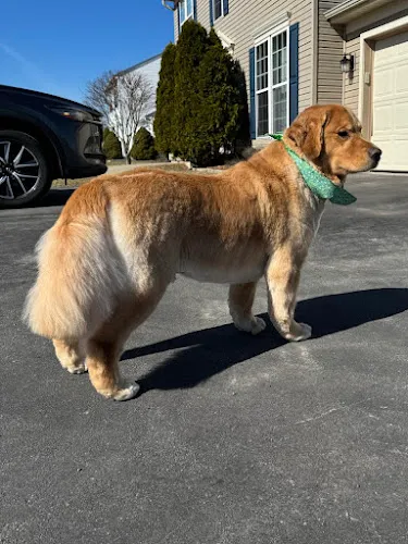 Oh My Dog Daycare & Grooming Spa - Cat grooming in Amherst