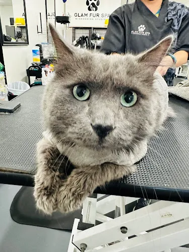 Glam Fur Spa Grooming Studio - Cat grooming in Mission Hills