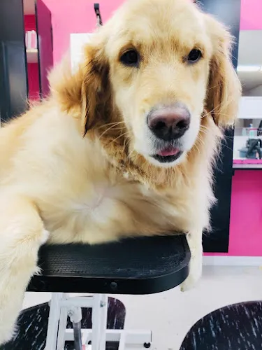 Doggie Stylz - Cat grooming in Port Orange
