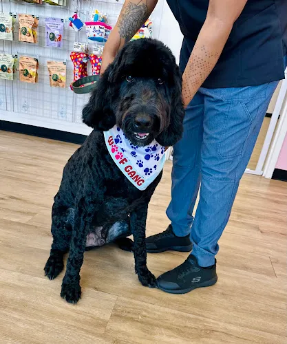 Woof Gang Bakery & Grooming Christenbury - Cat grooming in Concord