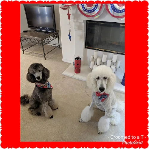 Groomed to a T - Professional cat grooming in Acton, CA