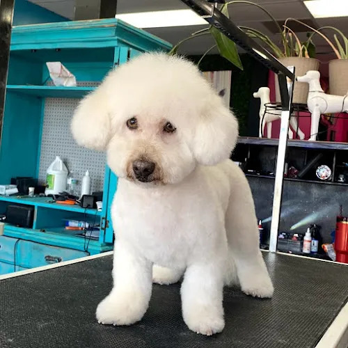 That Crazy Dog Lady Pet Grooming - Glendale - Cat grooming in Glendale