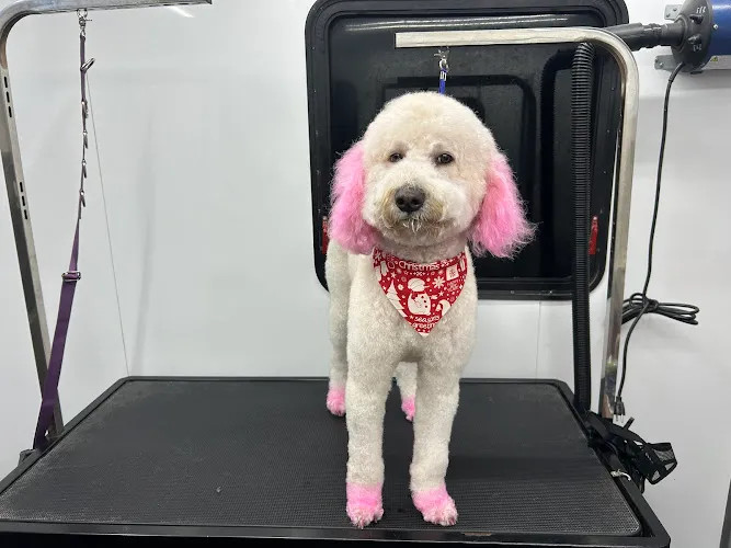 Dirty Dog Salon LLC - Cat grooming in Plano
