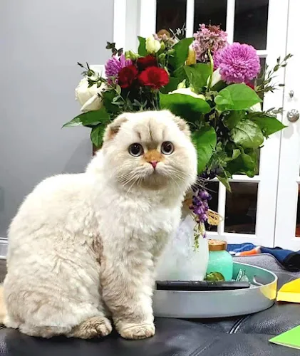 The Grooming Lodge - Professional cat grooming in Arlington Heights, IL