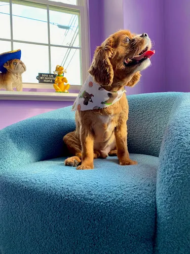 Super Dog Grooming - Cat grooming in Woburn