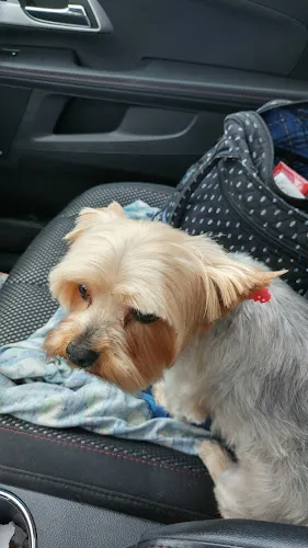 Bed Bath And A Bone - Cat grooming in West Jefferson
