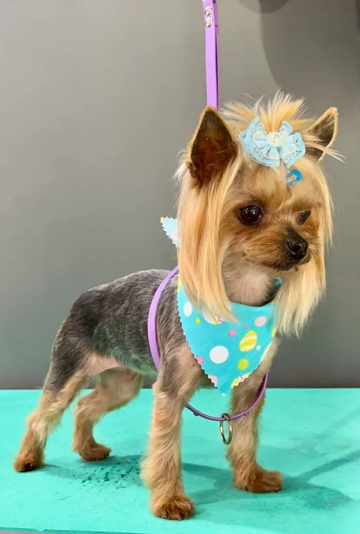 Paws N Claws Mobile Pet Salon - Cat grooming in San Diego
