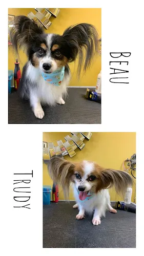 MJ's Pet Spaw & Boutique - Mobile cat grooming in Mission Viejo, CA