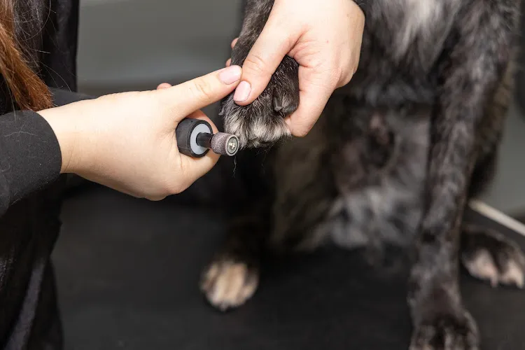 Vanity Fur Pet Spaw - Cat grooming in Fresno