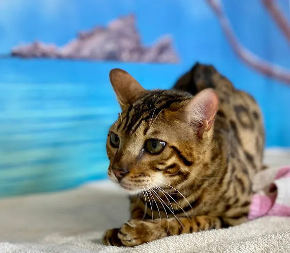 Spokane Paw Prints Grooming - Cat grooming in Spokane
