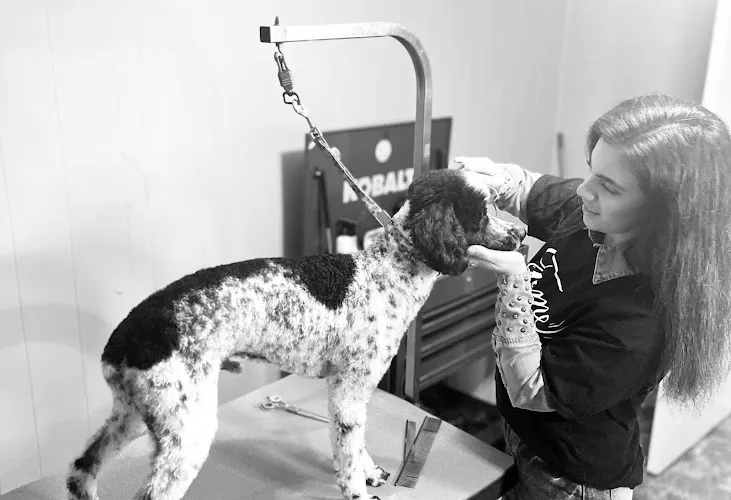 Carolina's Classiest Canines - Cat grooming in Marion