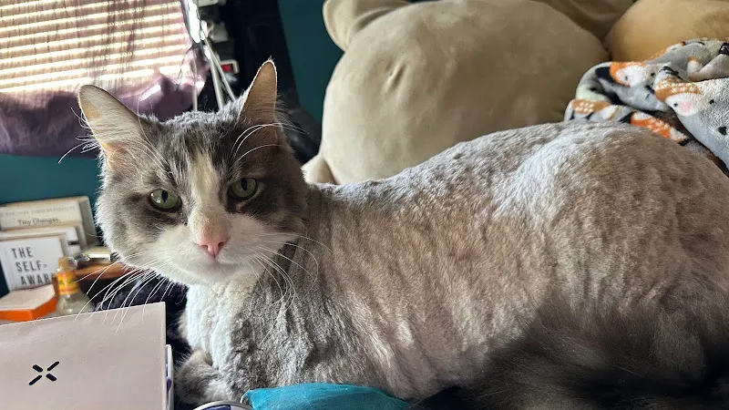 Tami's Tender Touch - Cat grooming in La Mesa