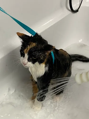 PetMePlus Haslet - Cat grooming in Haslet