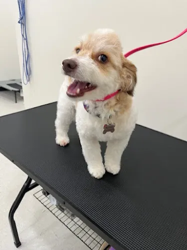 Dukes Shaggy Pet Spa - Professional cat grooming in Claremore, OK