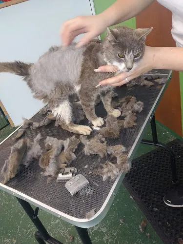 BYOP Grooming - Mobile cat grooming in Staten Island, NY