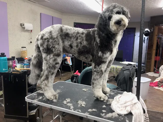 Purple Door Pet Salon - Cat grooming in Rolla