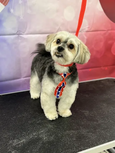 Plainfield’s Pets - Cat grooming in Plainfield