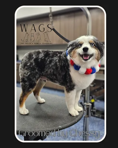 Wags Pet Spa & Mobile Grooming - Mobile cat grooming in Temple, TX