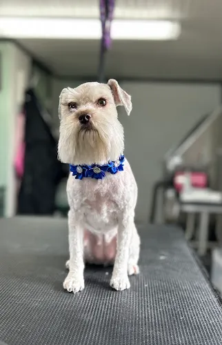 Southern Paws Pet Spa - Professional cat grooming in New Roads, LA