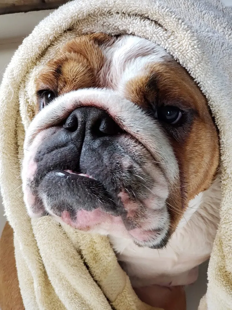 At Your Bark and Paw Mobile Pet Grooming - Cat grooming in Dallas