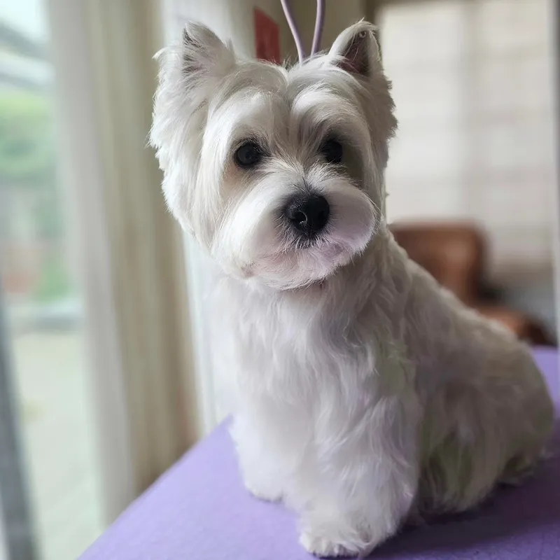 Colorful Pups N Fluffs - Cat grooming in San Diego