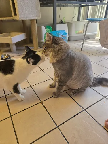 Essential Grooming & Wellness - Cat grooming in Santee