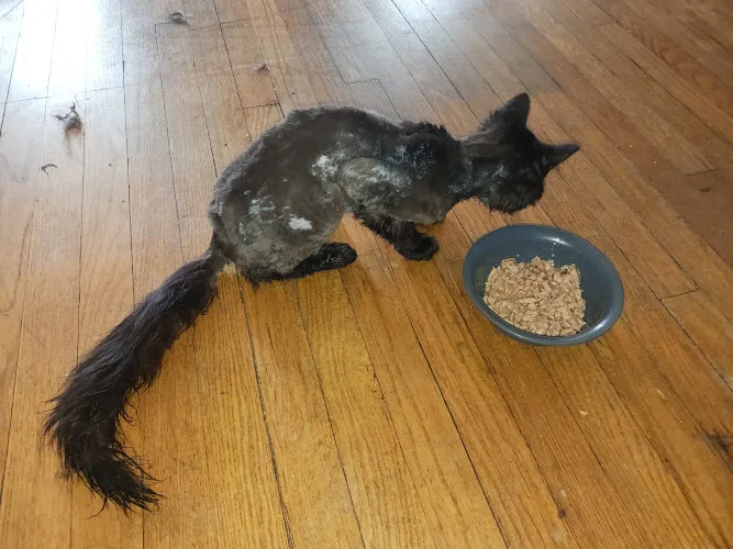 Grooming By Trish - Cat grooming in Kirksville