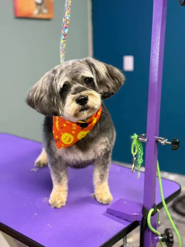 Paws And Pastries - Cat grooming in Whiting