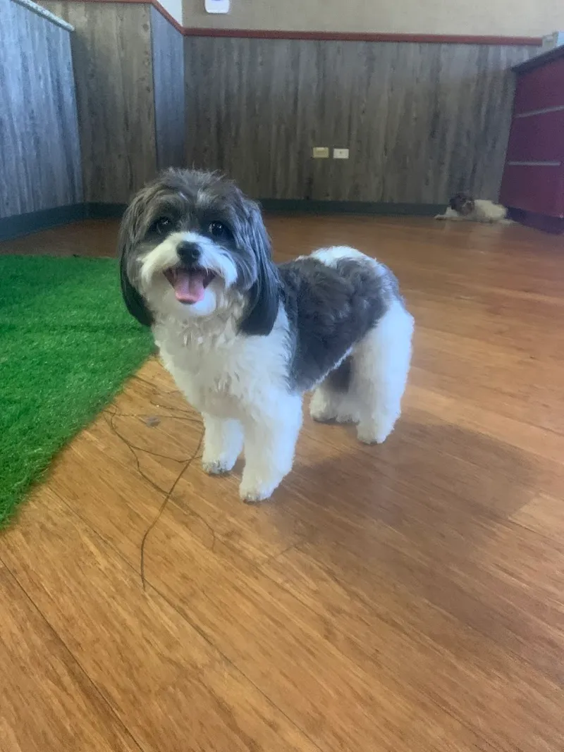 Desert Pawz Cage Free Grooming - Cat grooming in Phoenix