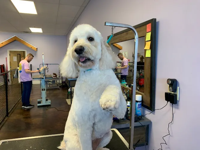 Posh Paws Pet Grooming - Cat grooming in Warner Robins