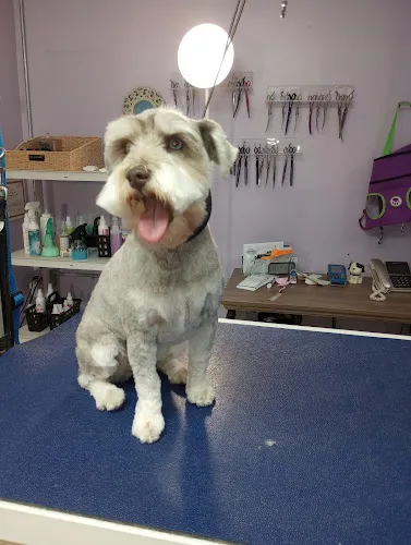 Pampered Pooch Pet Salon - Professional cat grooming in Washingtonville, NY